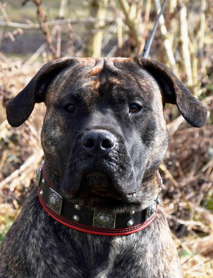 The "Eros" collar 2.5 inch wide black & red Collars