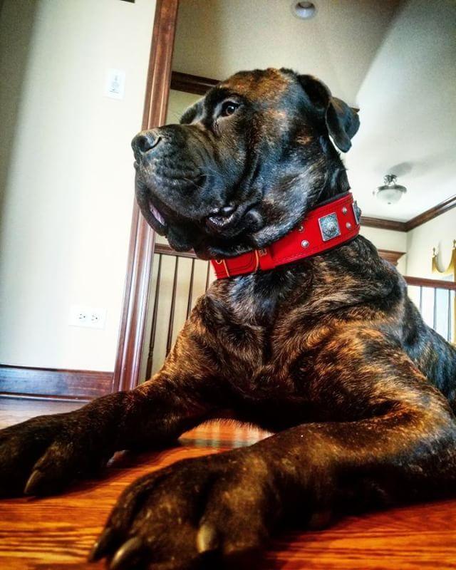 The "Eros" collar 2.5 inch wide RED Collars