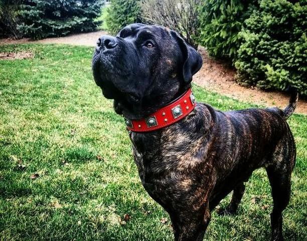 The "Eros" collar 2.5 inch wide RED Collars