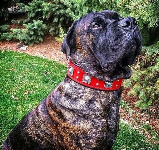 The "Eros" collar 2.5 inch wide RED Collars