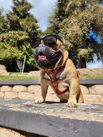 The ''Eros'' harness Black & Orange Small to Medium Size Harnesses