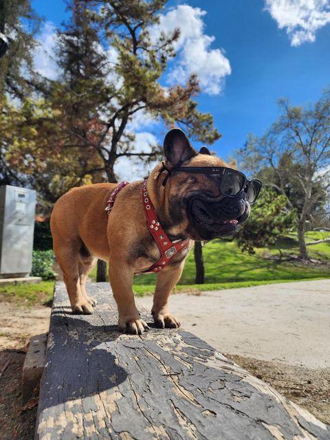 The ''Eros'' harness Black & Red Small to Medium Size Harnesses