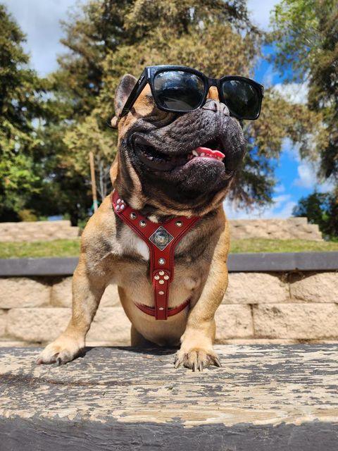 The ''Eros'' harness Black & Red Small to Medium Size Harnesses