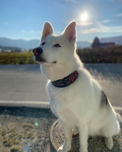 The "Haunted'' collar LIMITED Collars