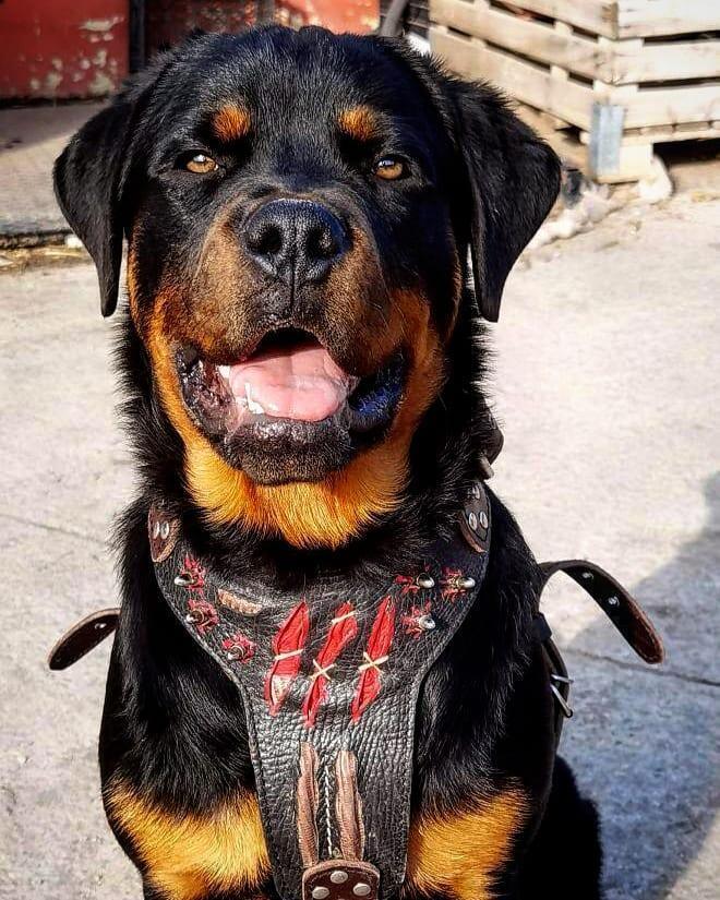 The ''Haunted'' harness LIMITED Harnesses