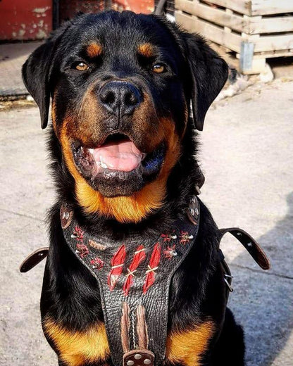 The ''Haunted'' harness LIMITED Harnesses