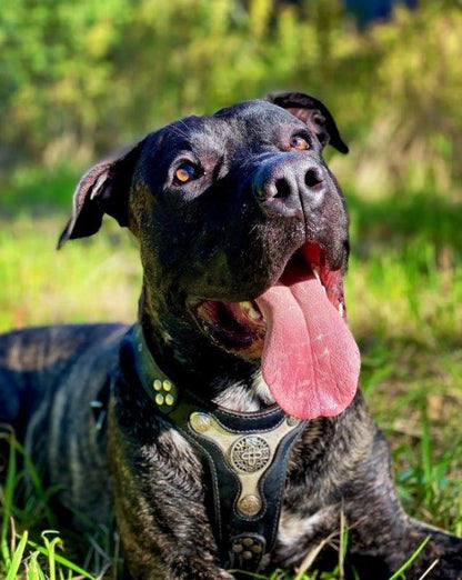 The "Hektor" harness Harnesses