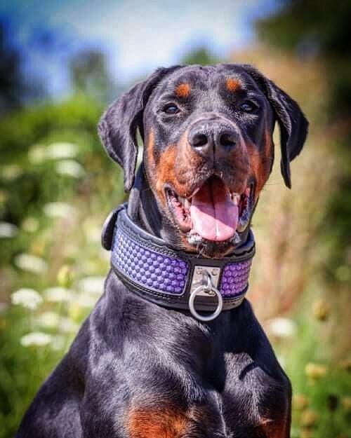 The „Hexagon“ LIMITED collar exclusive design Limited Collars