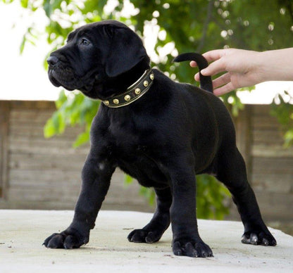 The „Maxi“ collar Collars