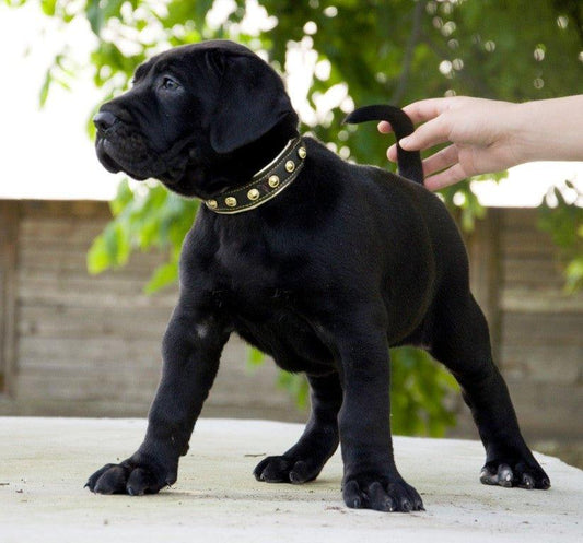 The „Maxi“ collar Collars