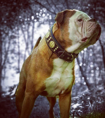 The "Maximus" collar 2.5 inch wide brown & gold Collars