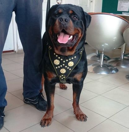 The "Maximus" harness black & gold Harnesses