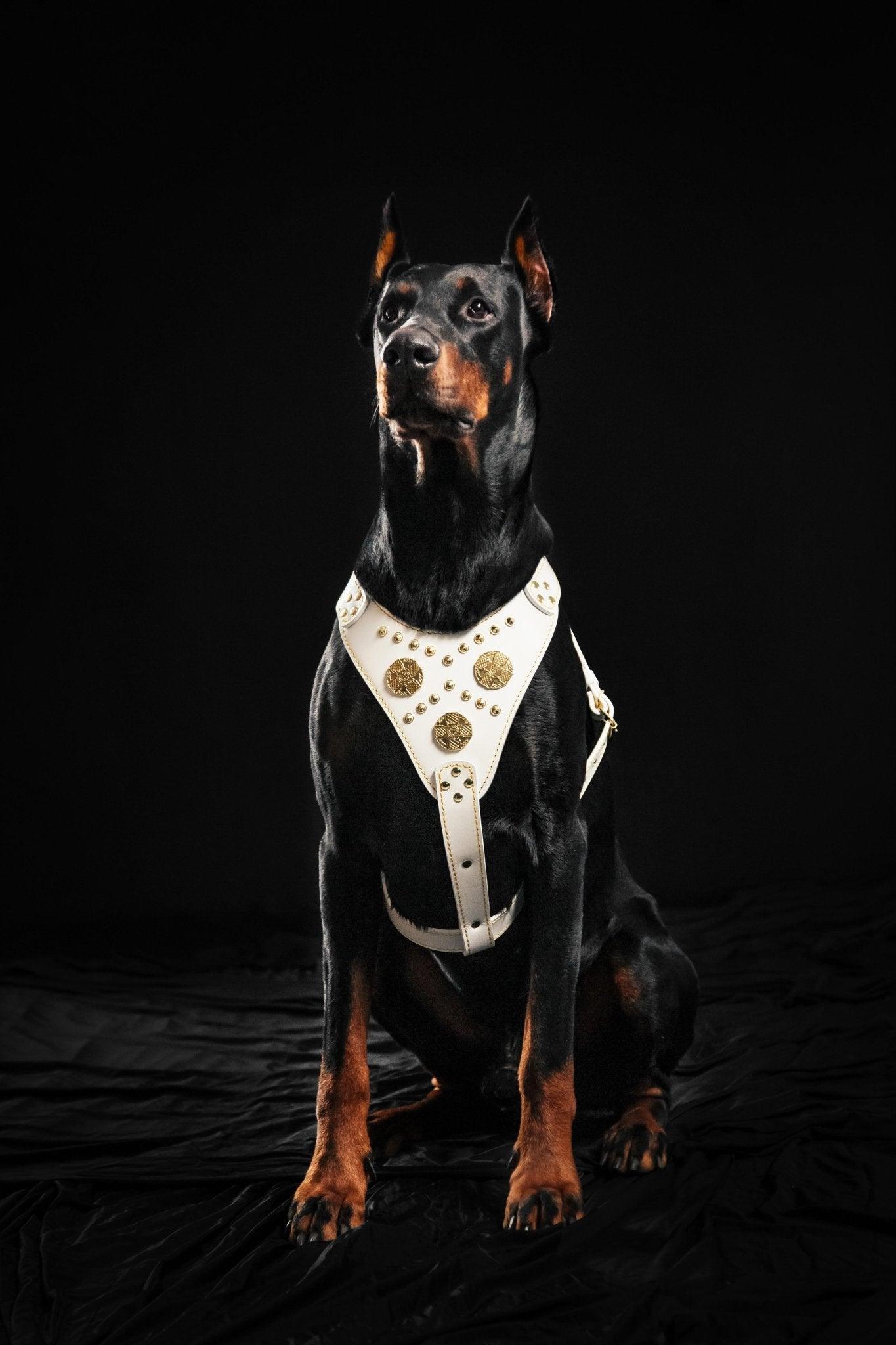 The "Maximus" harness White Harnesses