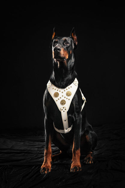 The "Maximus" harness White Harnesses