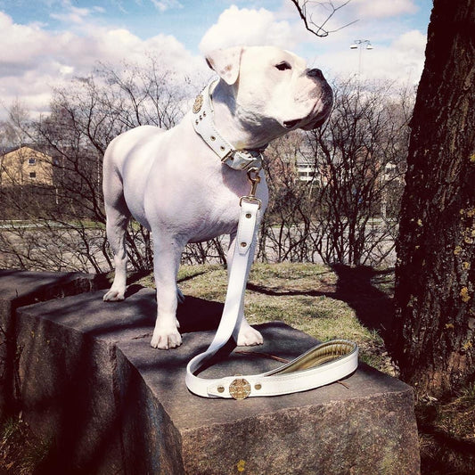 The "Maximus" leash white & gold Leads & Head Collars