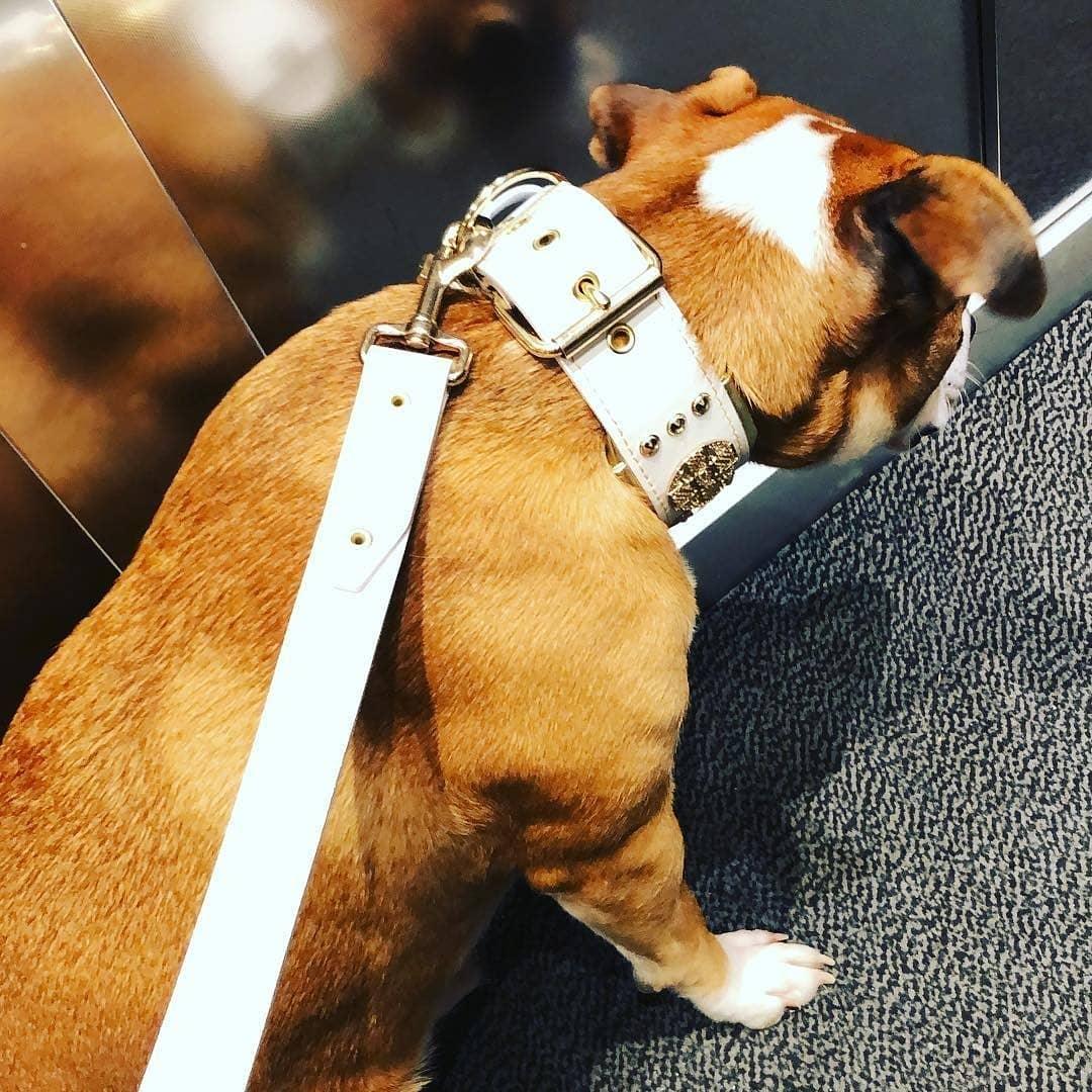 The "Maximus" leash white & gold Leads & Head Collars