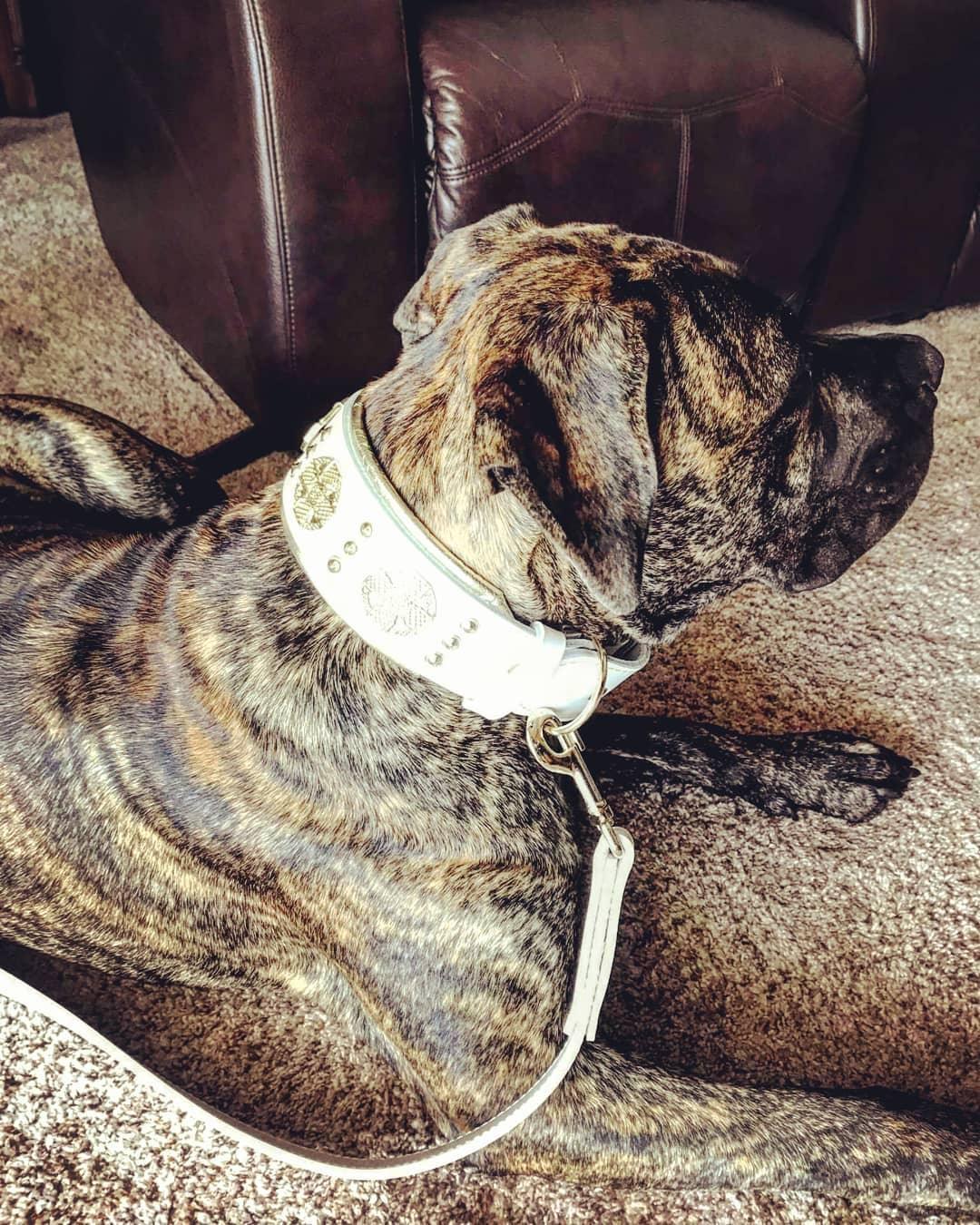 The "Maximus" leash white & gold Leads & Head Collars