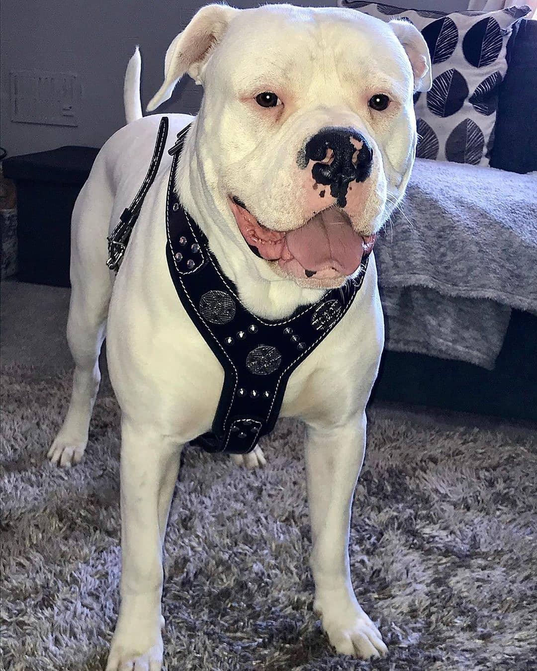 The "Maximus" silver harness Harnesses