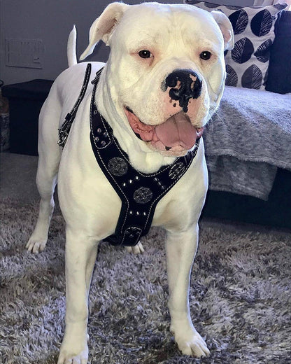 The "Maximus" silver harness Harnesses