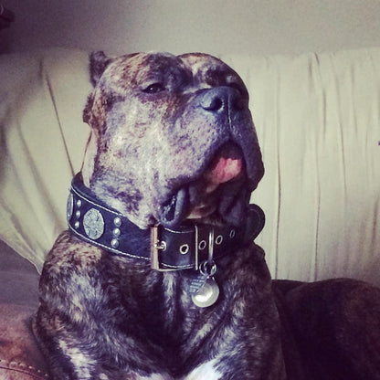 The "Maximus Silver" leash Leads & Head Collars