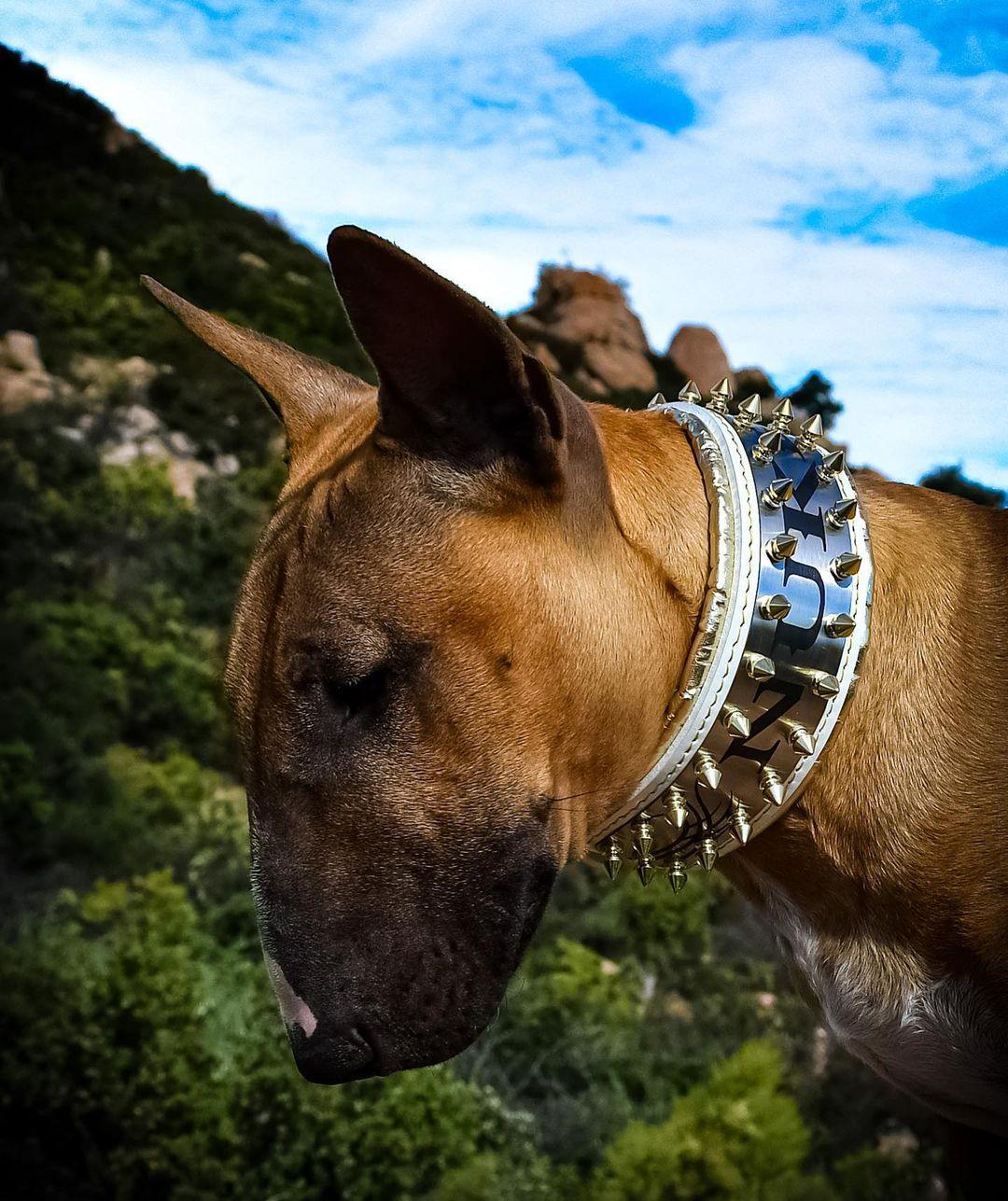 The "Metal" collar White & Gold- personalized! Collars
