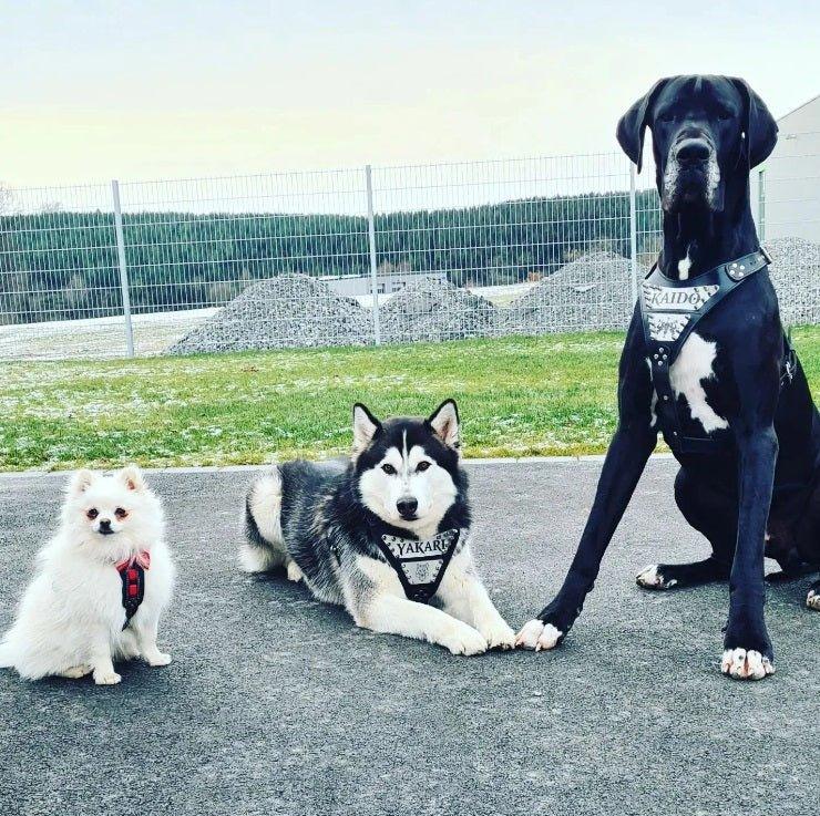 The "Metal" harness- Personalized! Harnesses