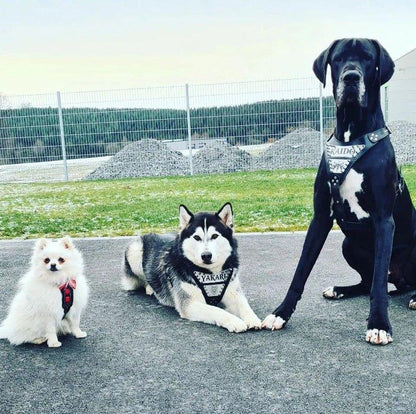 The "Metal" harness- Personalized! Harnesses