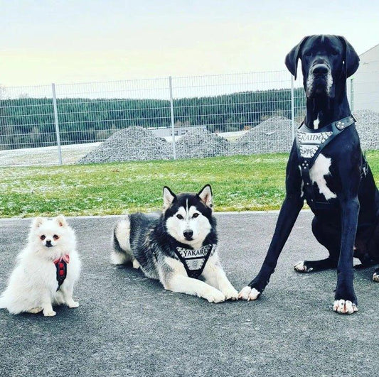 The "Metal" harness- Personalized! Harnesses