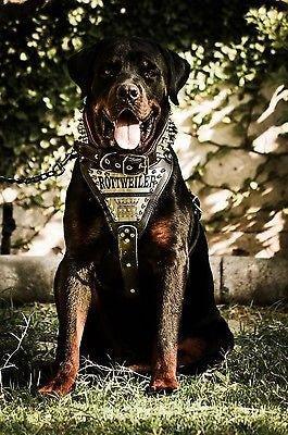 The "Metal" harness- Personalized! Harnesses