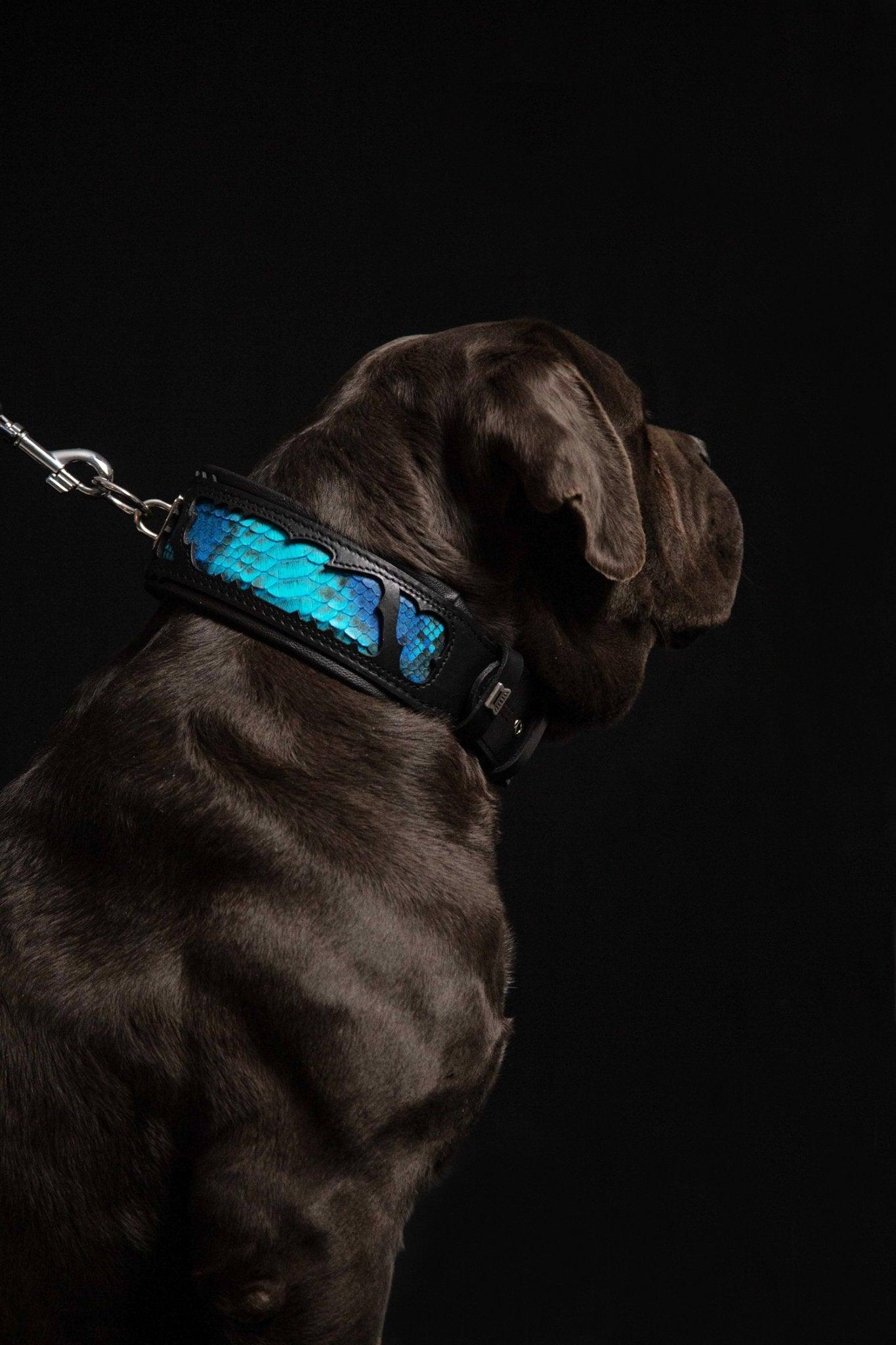 The „Morelia Python“ collar Collars