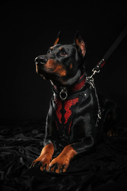 The ''Red Dragon'' leash Leads & Head Collars