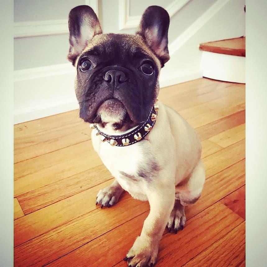 The „Rock“ collar Collars