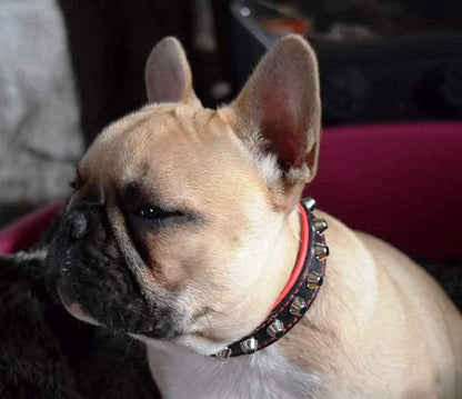 The „Rock“ collar Collars