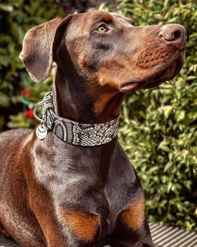 The „Rock Python“ collar Collars