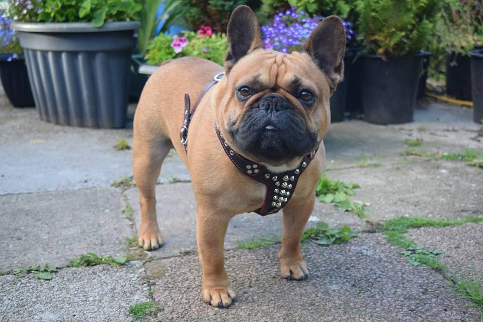 The "Rocky" studded leather harness Small to Medium Size Harnesses