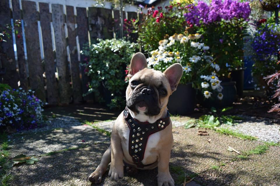The "Rocky" studded leather harness Small to Medium Size Harnesses