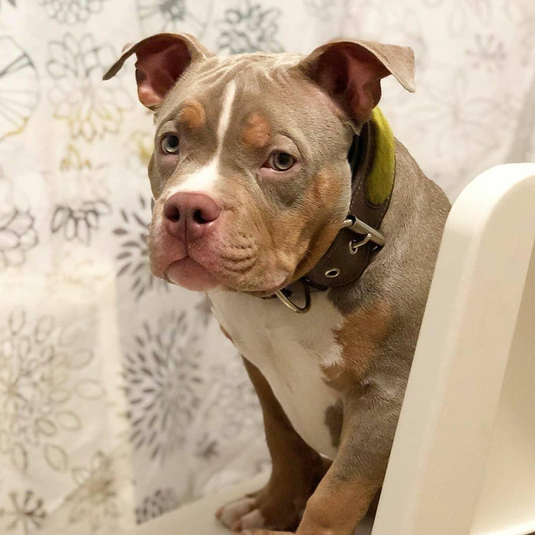 The ''Shrek'' collar Collars