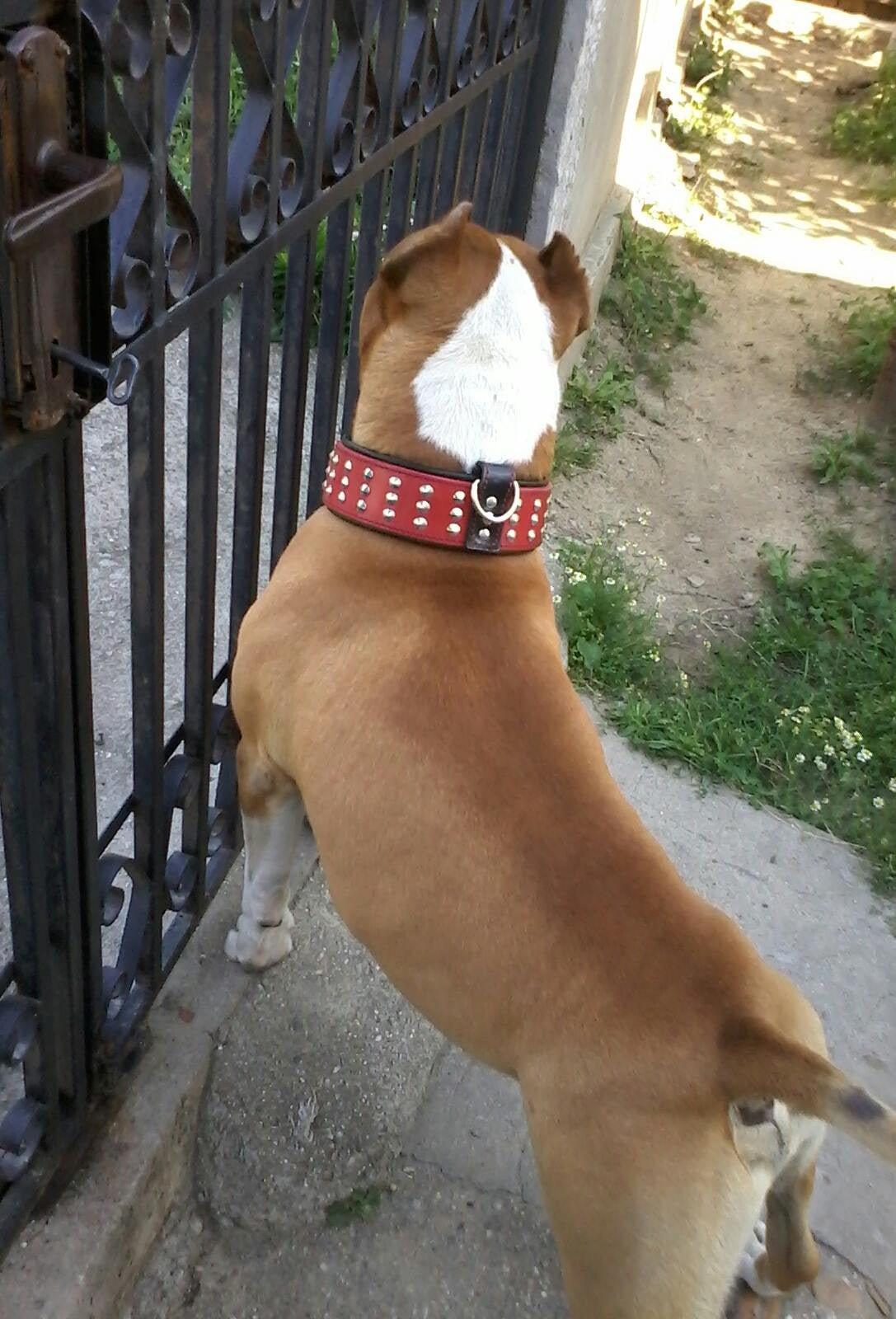 The "Star" Set- collar & leash Leads & Head Collars