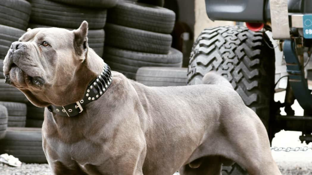 Steampunk Halsband  - exclusives Design