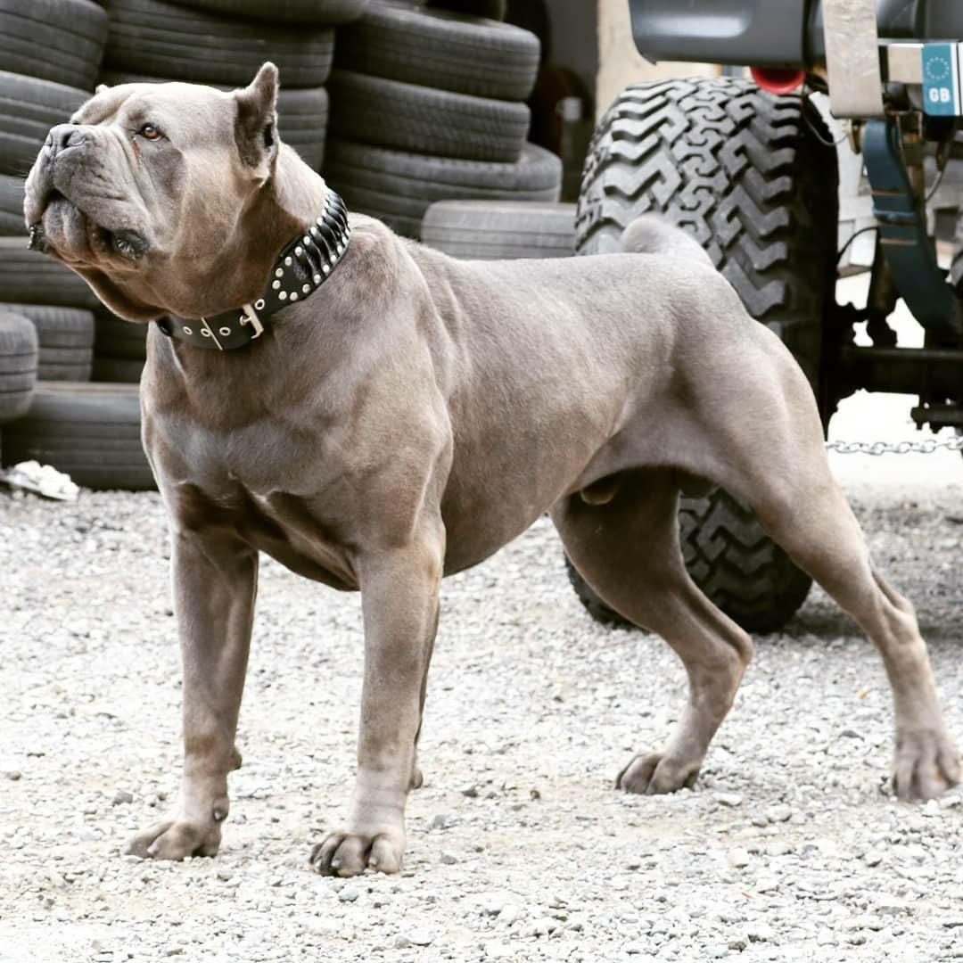 The „Steampunk“ collar exclusive design Collars