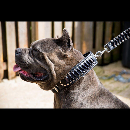 The „Steampunk“ collar exclusive design Collars