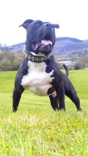 The "Steel" collar Collars