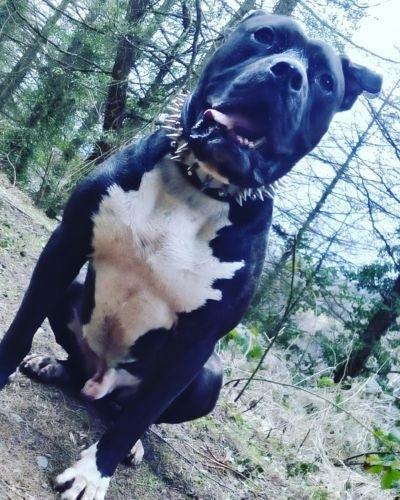 The "Steel" collar Collars