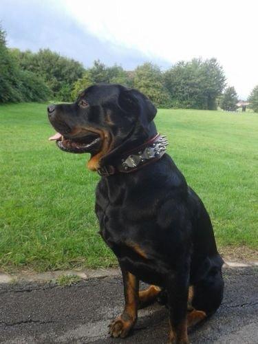 The "Steel" Set Collars