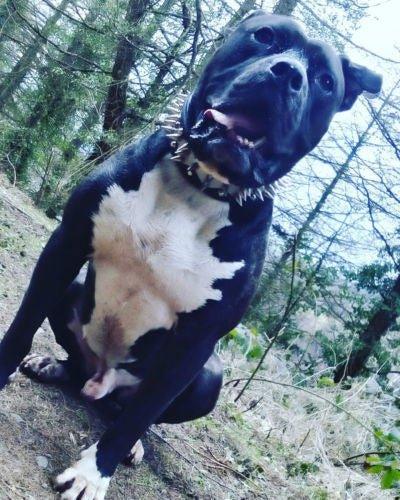 The "Steel" Set Collars