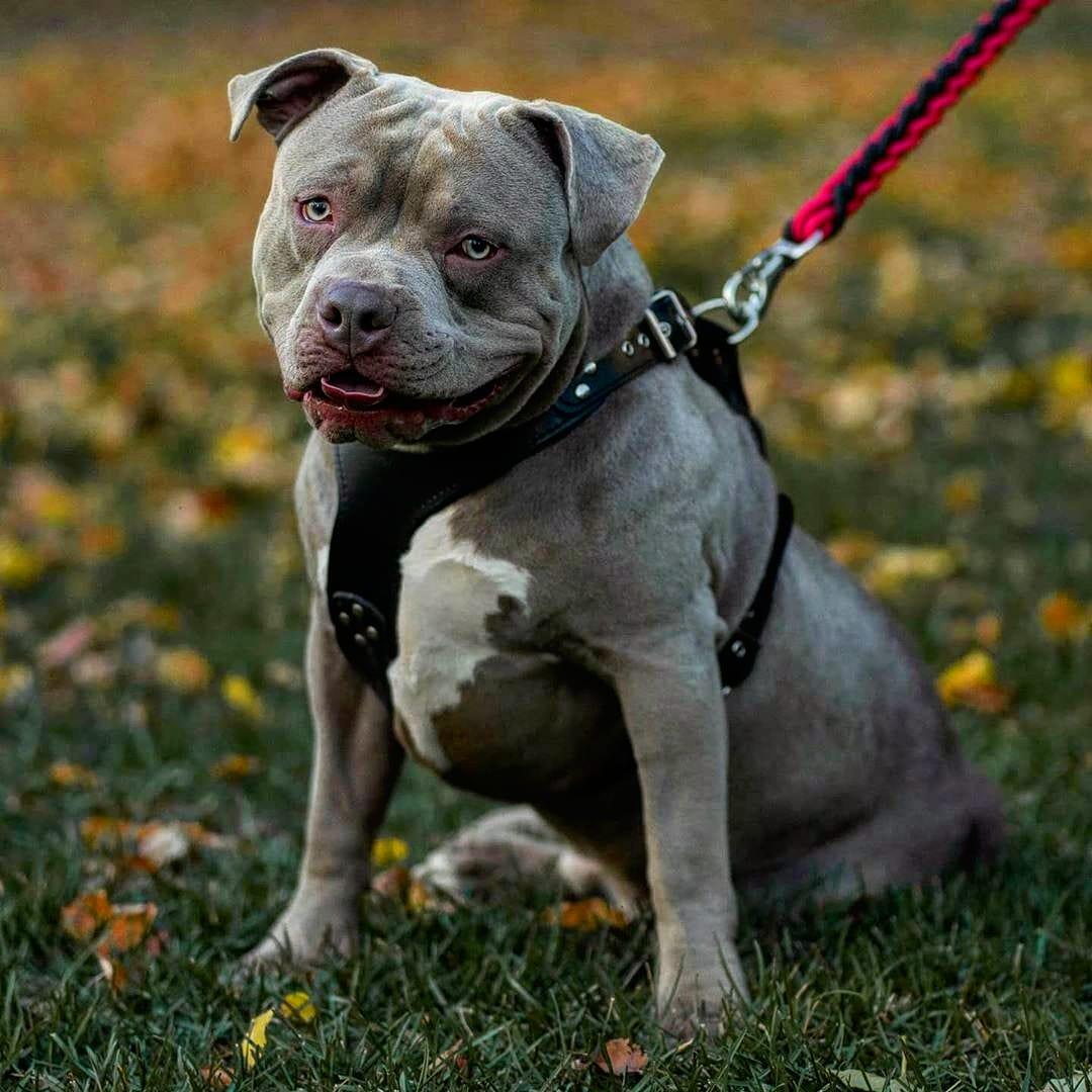 The ''Style'' harness Black Harnesses