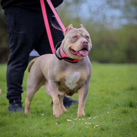 BESTIA DOG SPORT dual handle leash neon pink - Bestia Collars