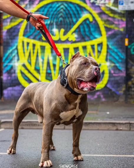 BESTIA DOG SPORT dual handle leash Red - Bestia Collars