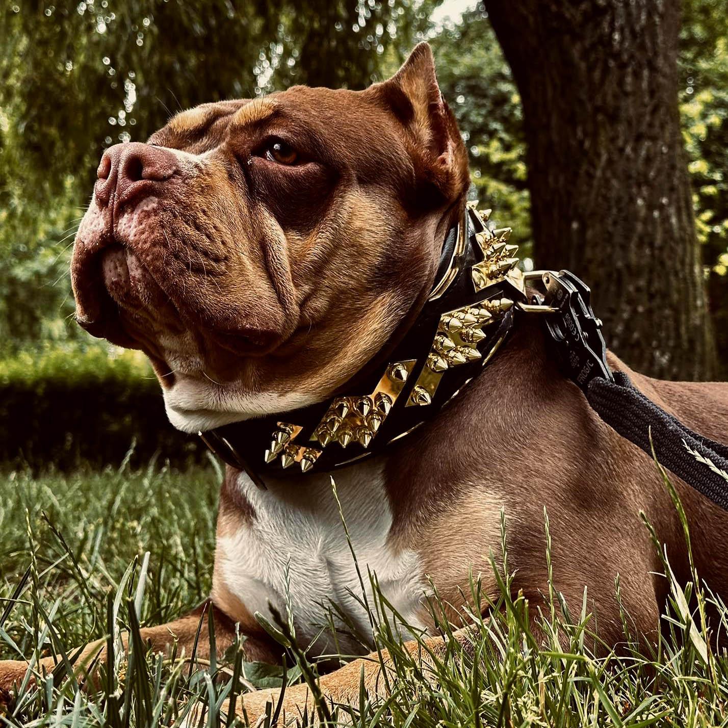 The „Midas“ Collar Gold - Bestia Collars
