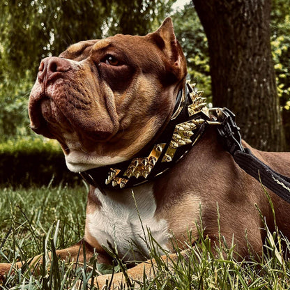 The „Midas“ Collar Gold - Bestia Collars